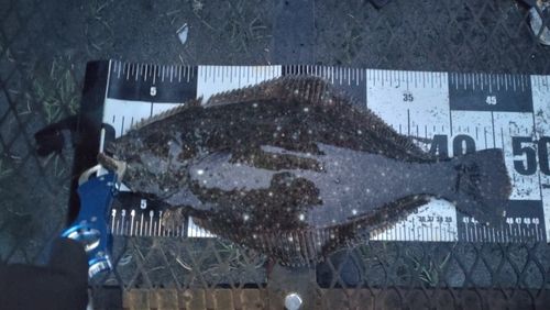 ヒラメの釣果