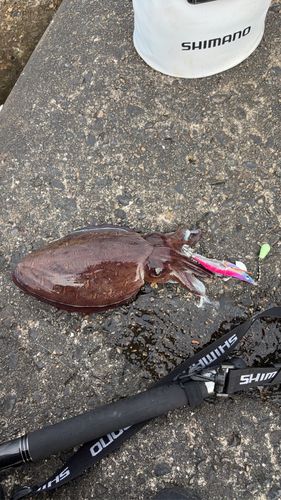 モンゴウイカの釣果