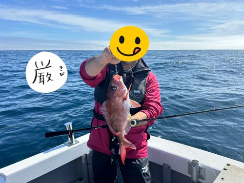 マダイの釣果