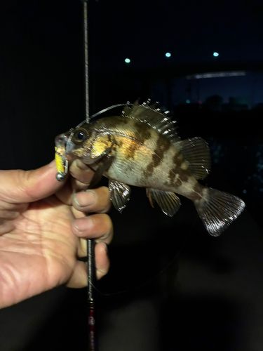 メバルの釣果