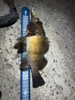 アカメバルの釣果