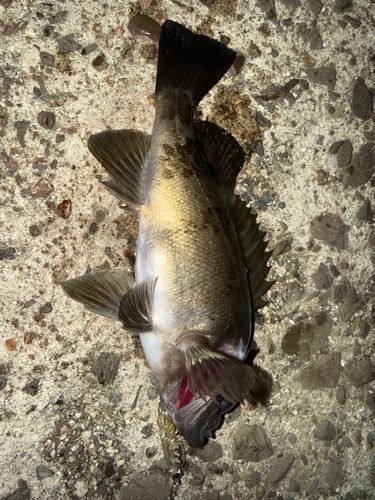 クロメバルの釣果