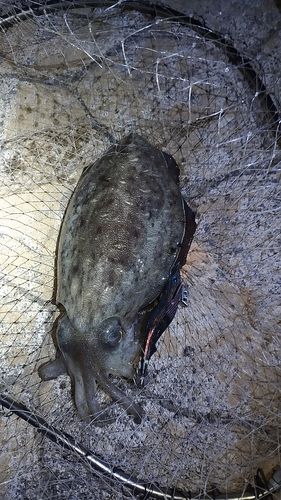 モンゴウイカの釣果