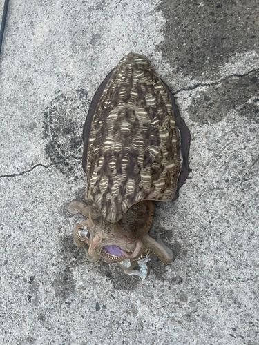 コウイカの釣果
