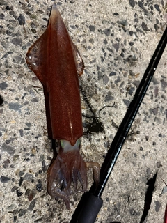 シロイカの釣果