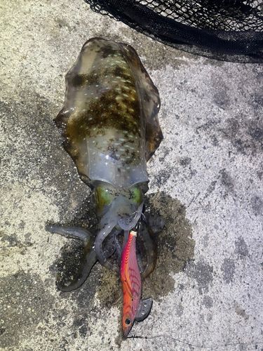 アオリイカの釣果