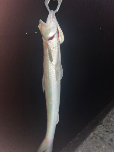 エソの釣果
