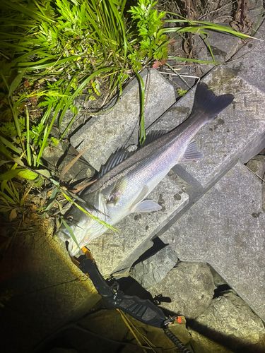 シーバスの釣果