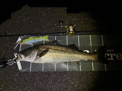 シーバスの釣果