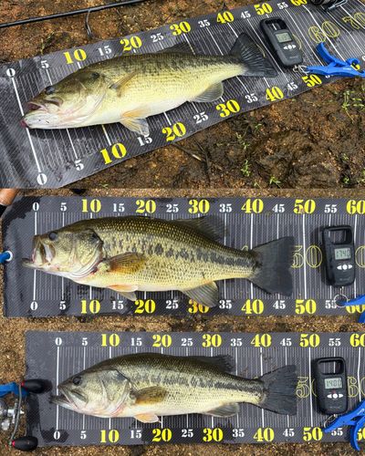 ブラックバスの釣果