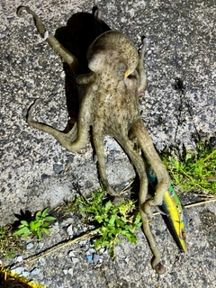 タコの釣果