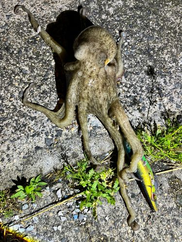 タコの釣果