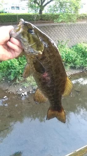 スモールマウスバスの釣果