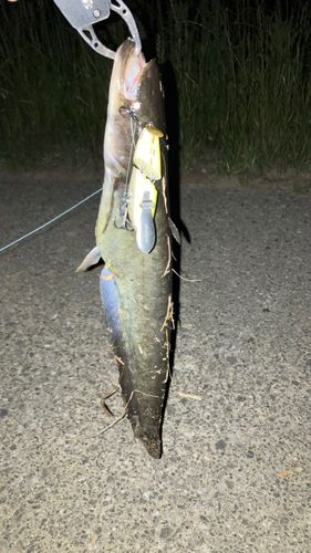 ナマズの釣果