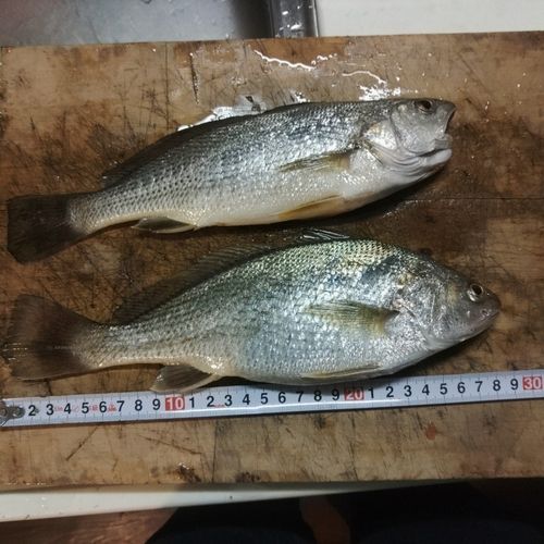 イシモチの釣果