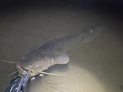 ナマズの釣果