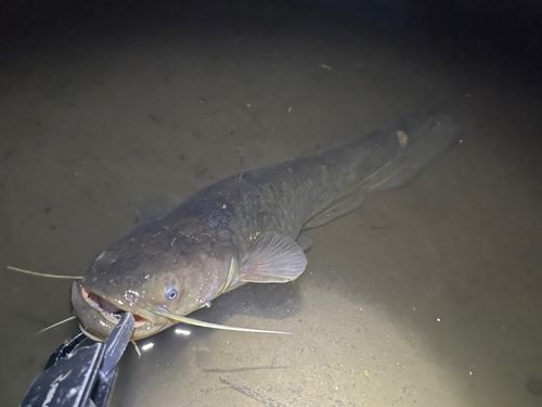 ナマズの釣果