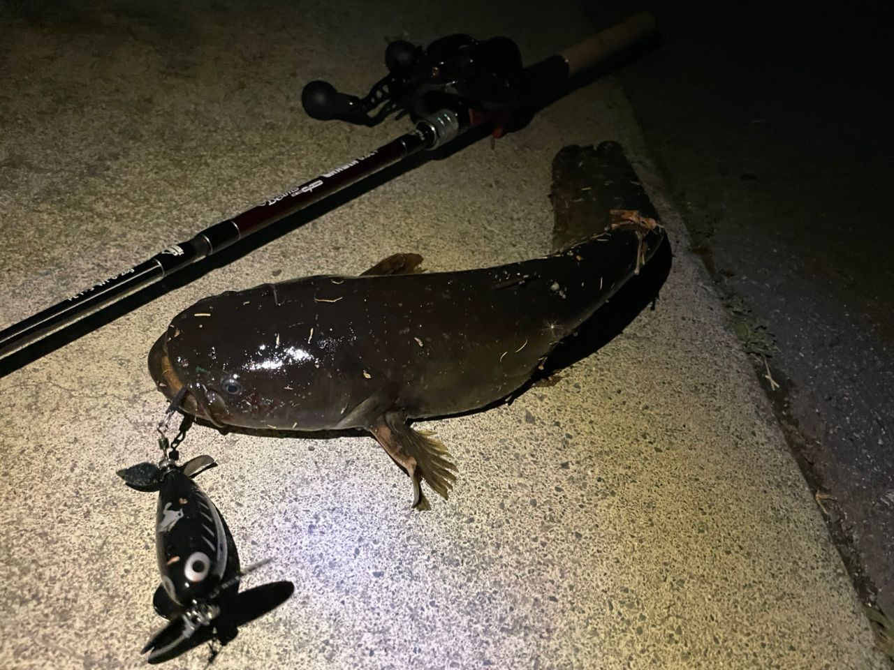 Fishman ビームス CRAWLA 6.6L＋の最安値・インプレ・釣果 | 本音の