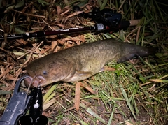 ナマズの釣果