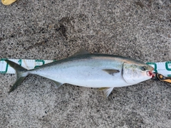ブリの釣果
