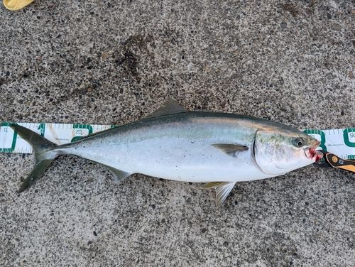 ブリの釣果