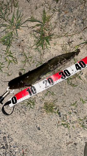 ナマズの釣果