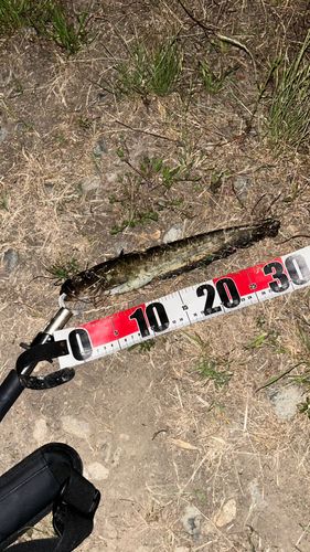 ナマズの釣果
