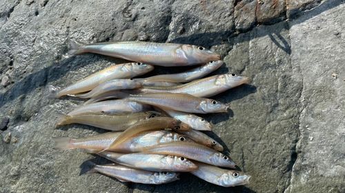キスの釣果