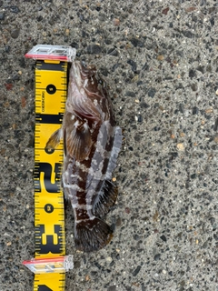 クエの釣果