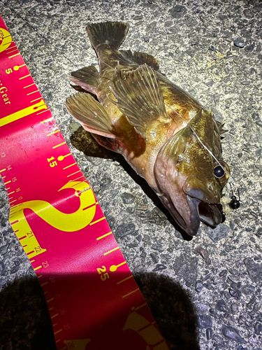 カサゴの釣果