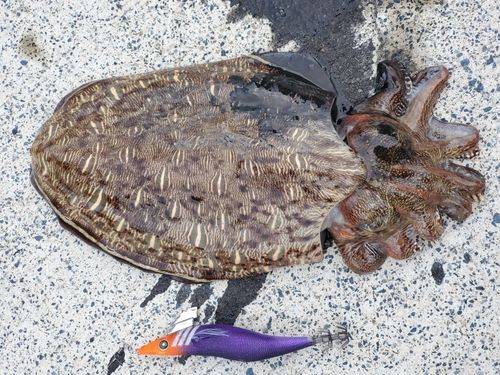 モンゴウイカの釣果