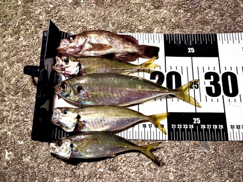 アジの釣果