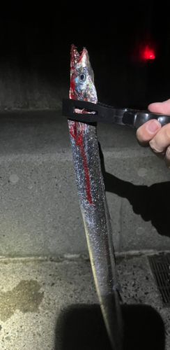 タチウオの釣果