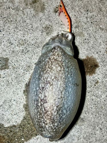シリヤケイカの釣果