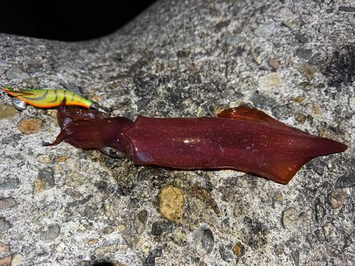 ケンサキイカの釣果