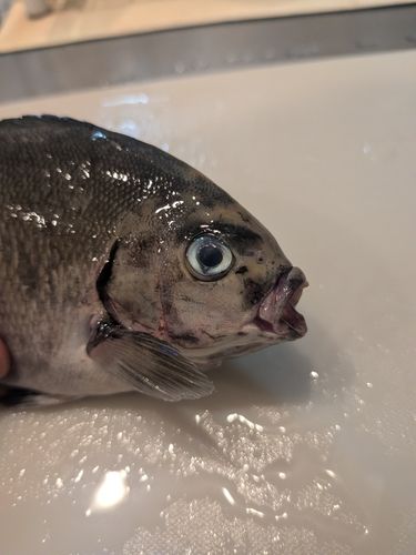 メジナの釣果