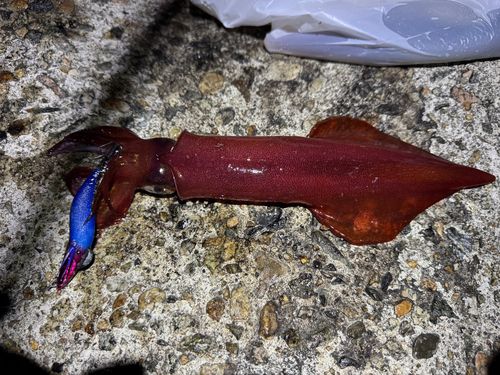 ケンサキイカの釣果