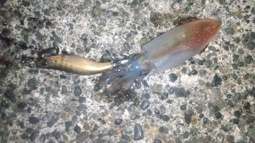 ケンサキイカの釣果