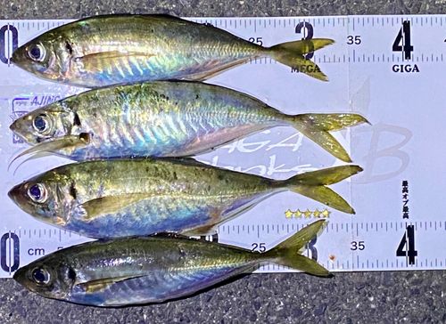 マアジの釣果