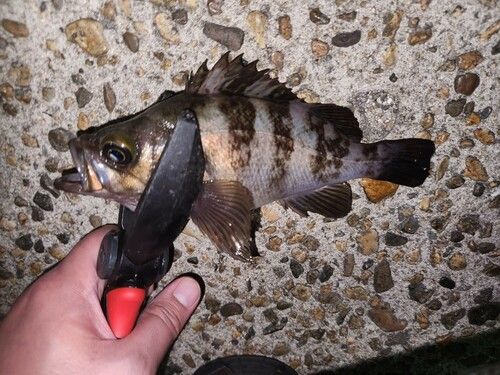メバルの釣果