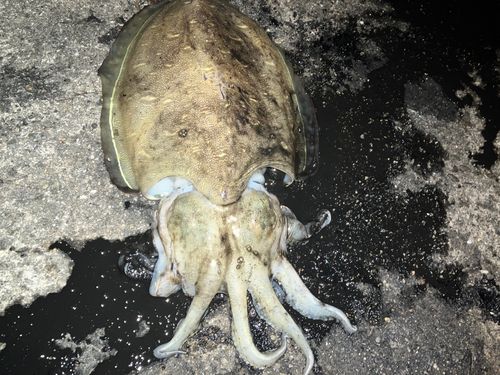 モンゴウイカの釣果