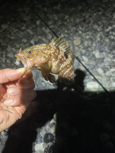 キジハタの釣果