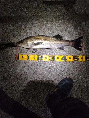 フッコ（マルスズキ）の釣果