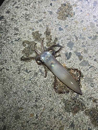 マメイカの釣果