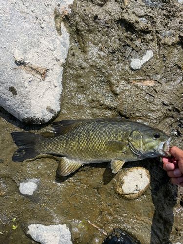 スモールマウスバスの釣果
