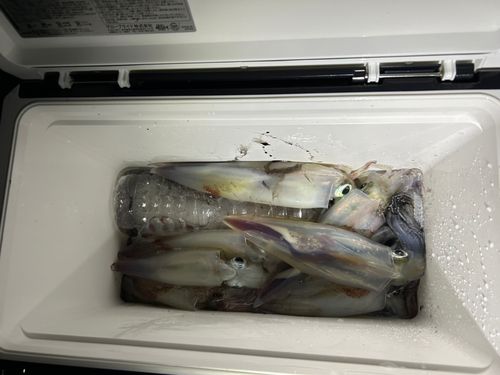 ケンサキイカの釣果