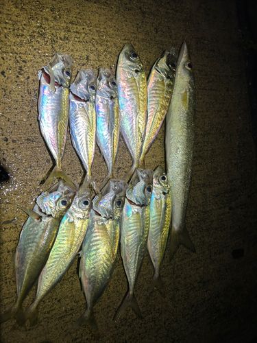 アジの釣果