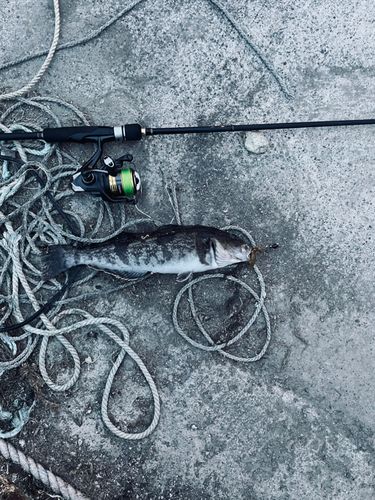 アブラコの釣果