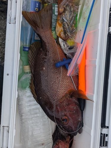 シブダイの釣果
