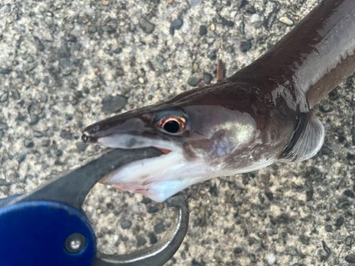 クロアナゴの釣果